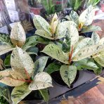 Fikus kaučukový (Ficus elastica) ´SHIVEREANA´ - výška 10-15 cm, kont. C1L